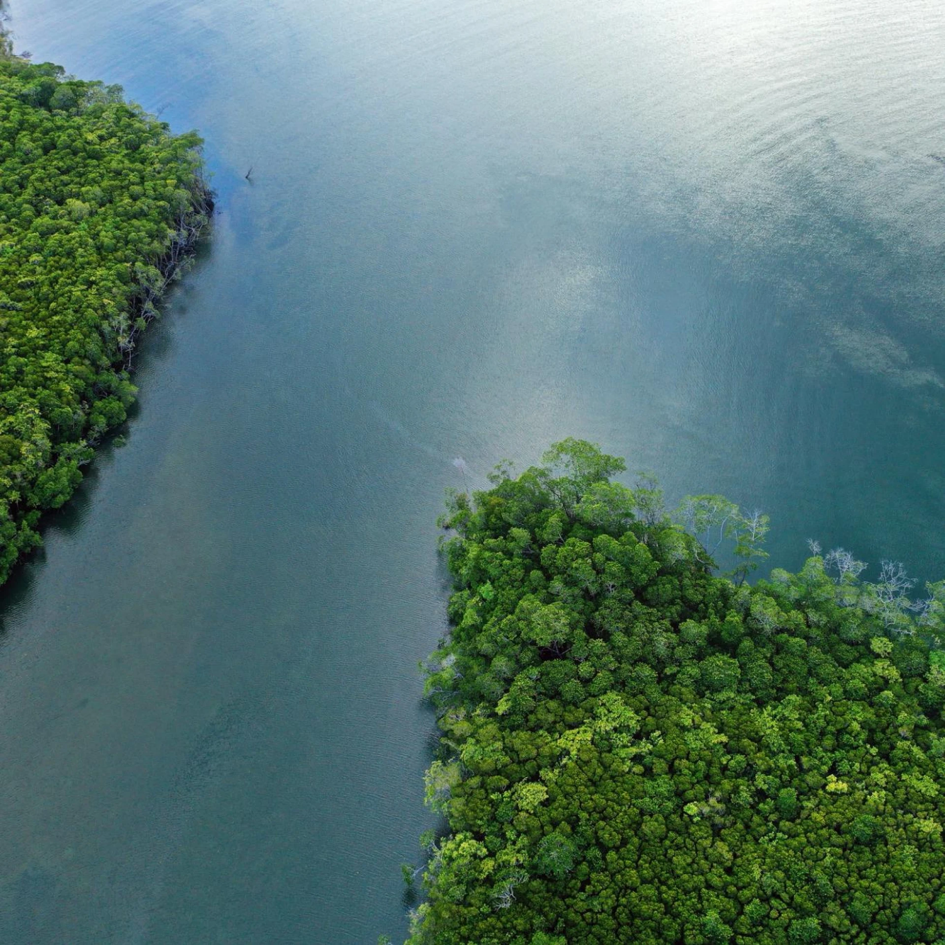 Aerial view of a lush green forest meeting a serene body of water, showcasing the contrast between land and sea